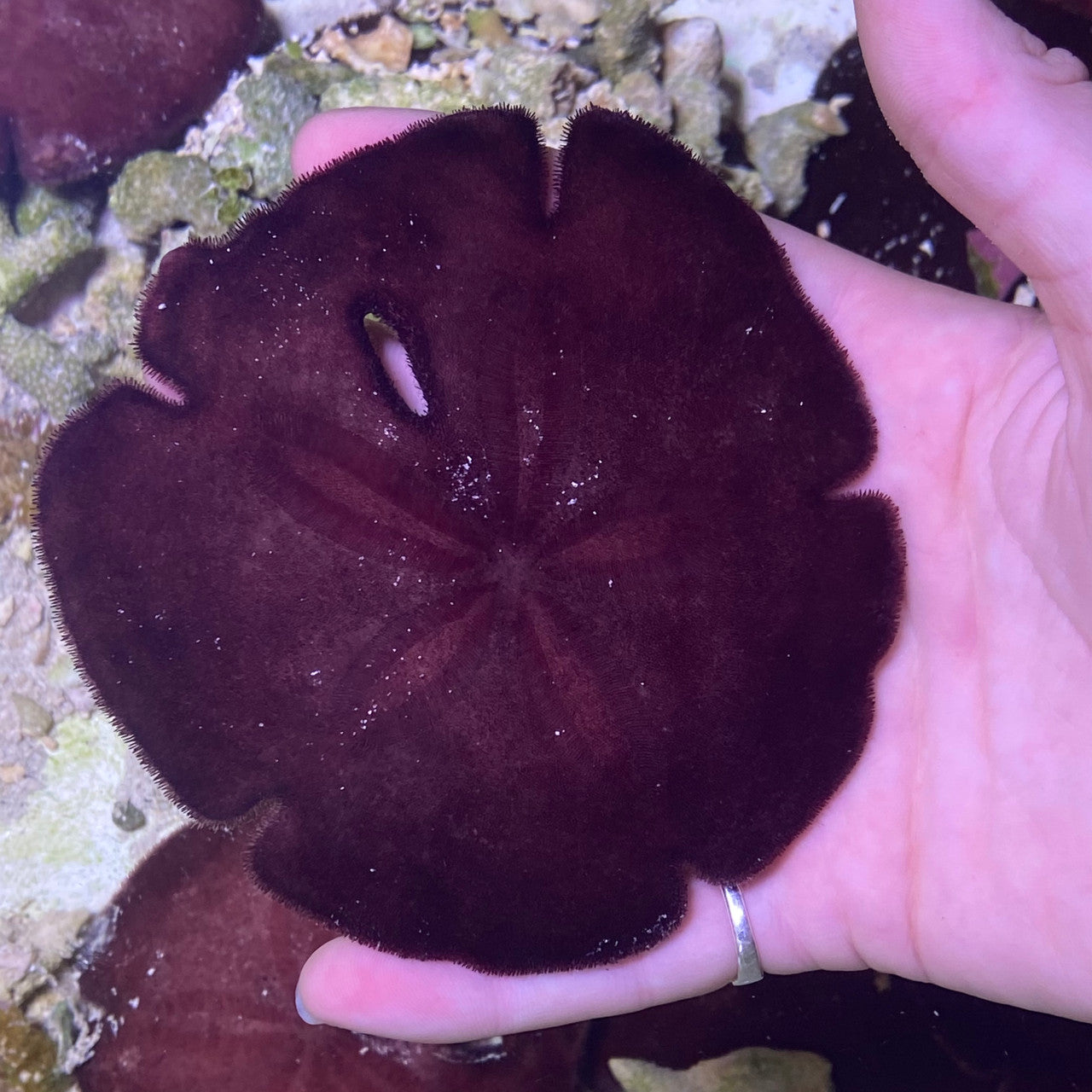 Caribbean Sand Dollar (3-6 inches)