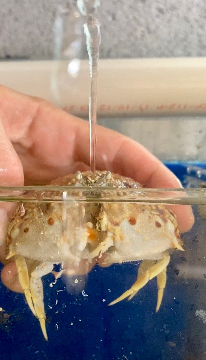 Fountain Crab (sm/md)