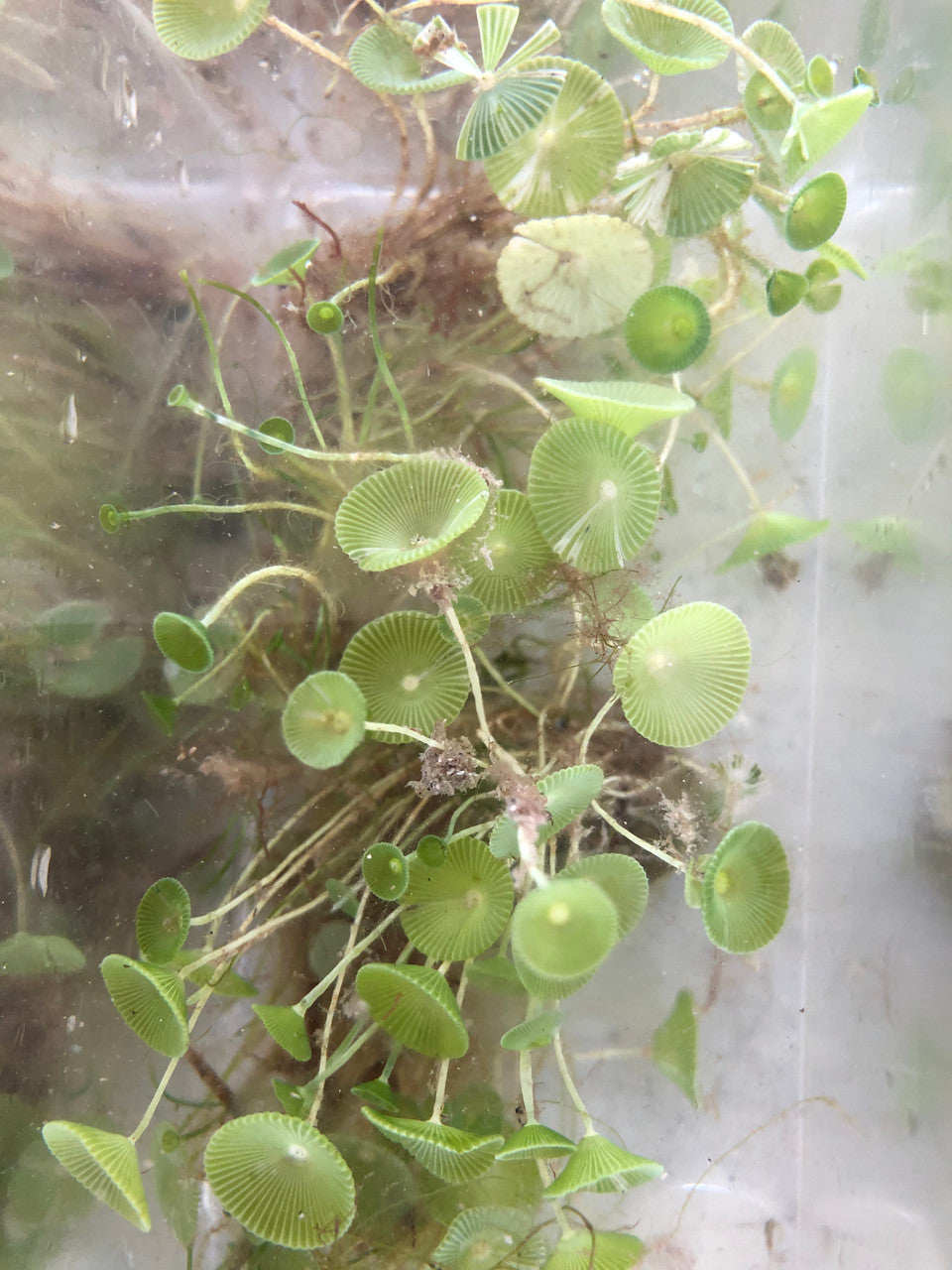 Mermaid Wine Glass (minimum of 5 glasses)