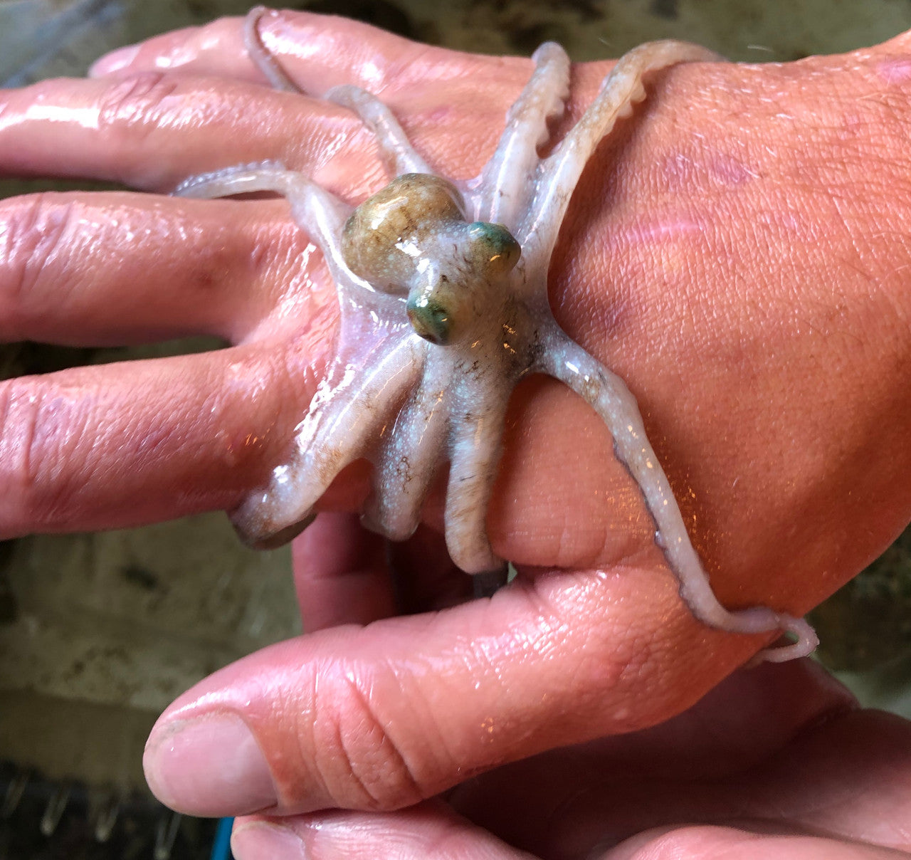 Buy Atlantic Long Arm Octopus