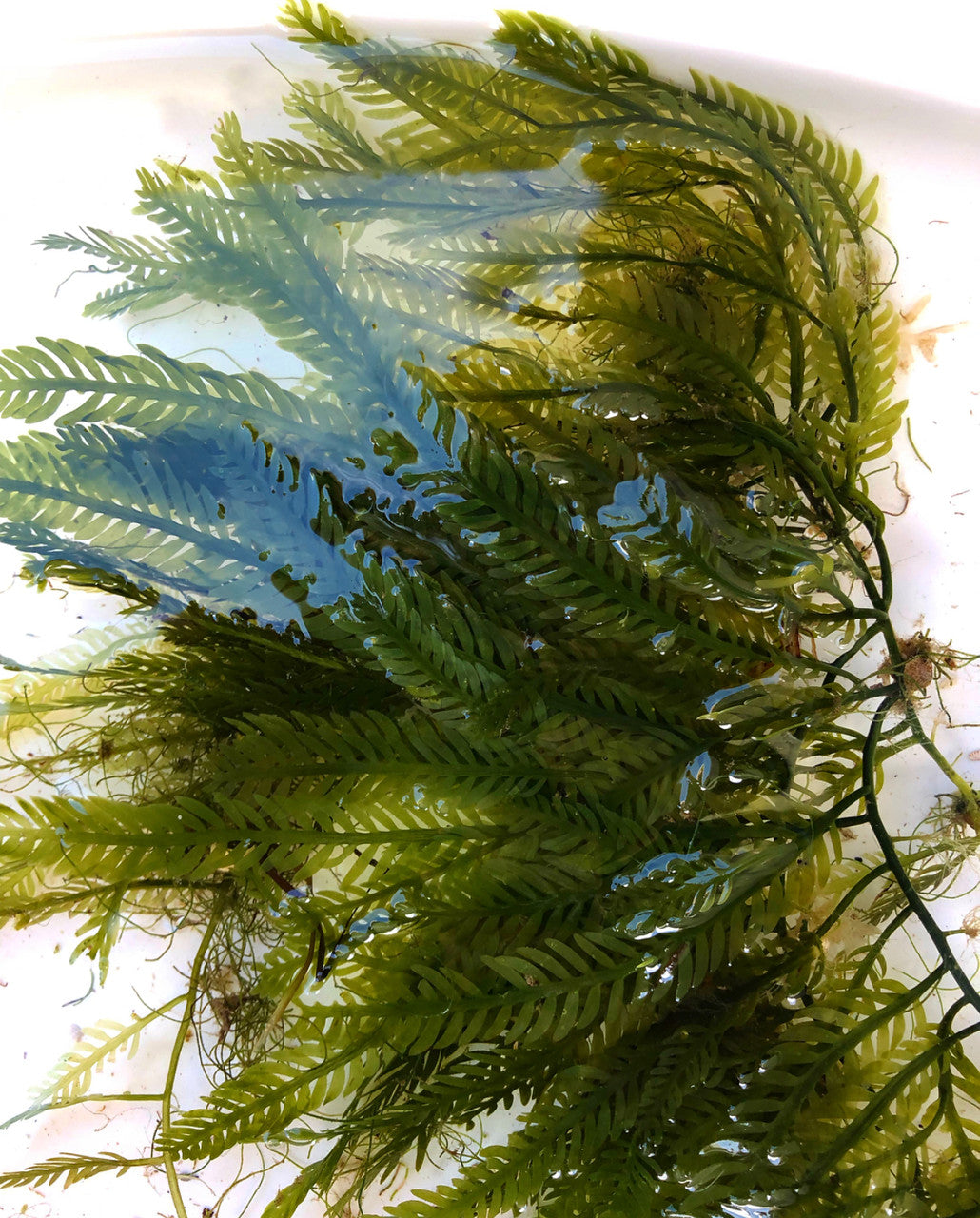 Shop Caulerpa Mexicana