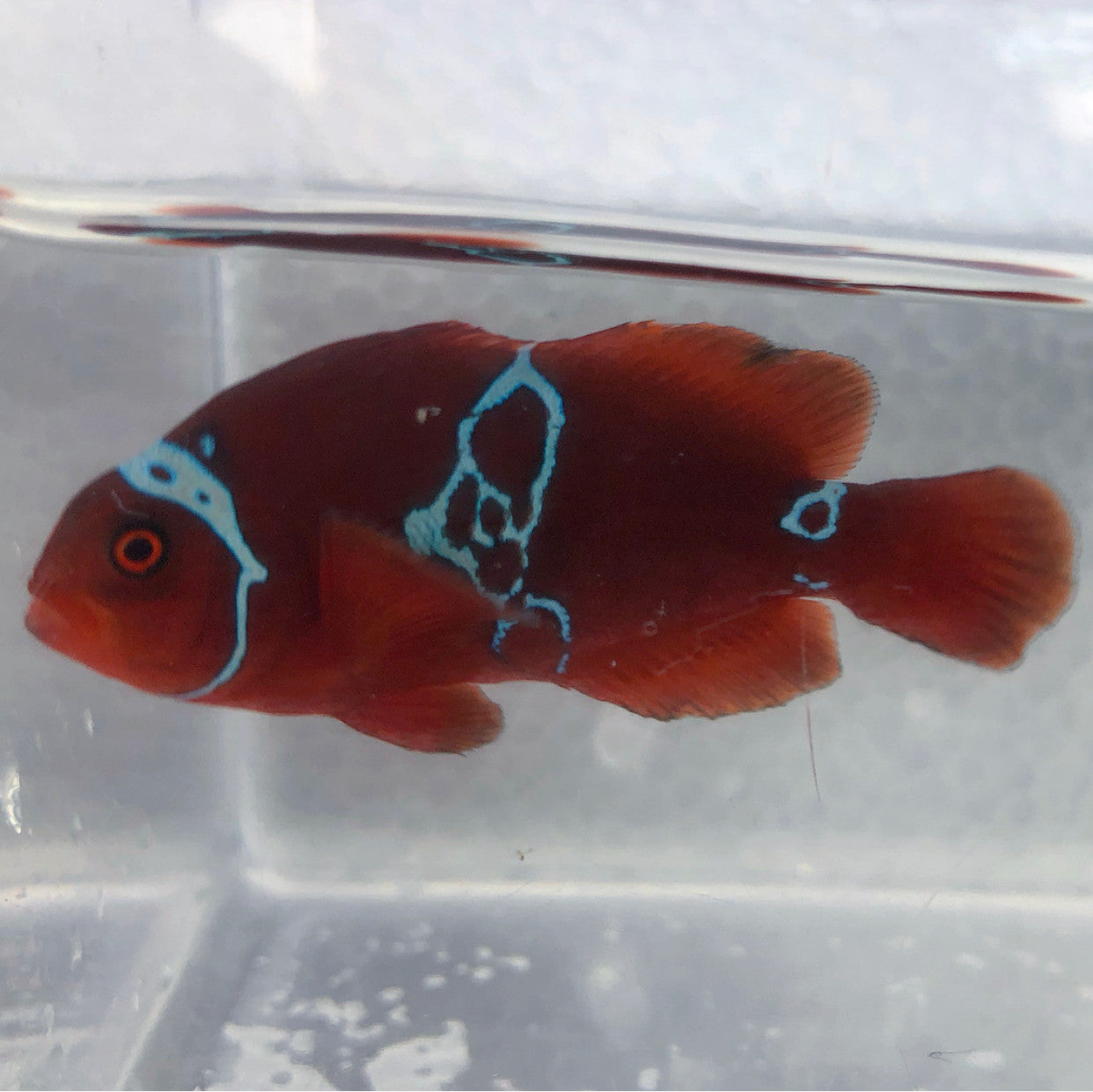 Lightning Clown Fish