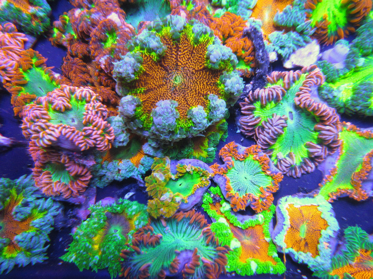 Ultra Rock Flower Anemone 3 Pack