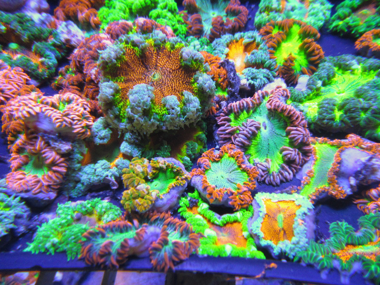 Ultra Rock Flower Anemone 5 Pack