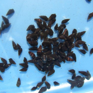 Buy dwarf cerith snail