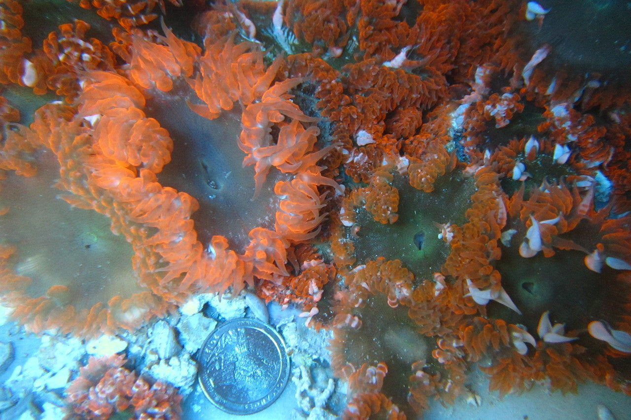 Red Rock Anemone (small)