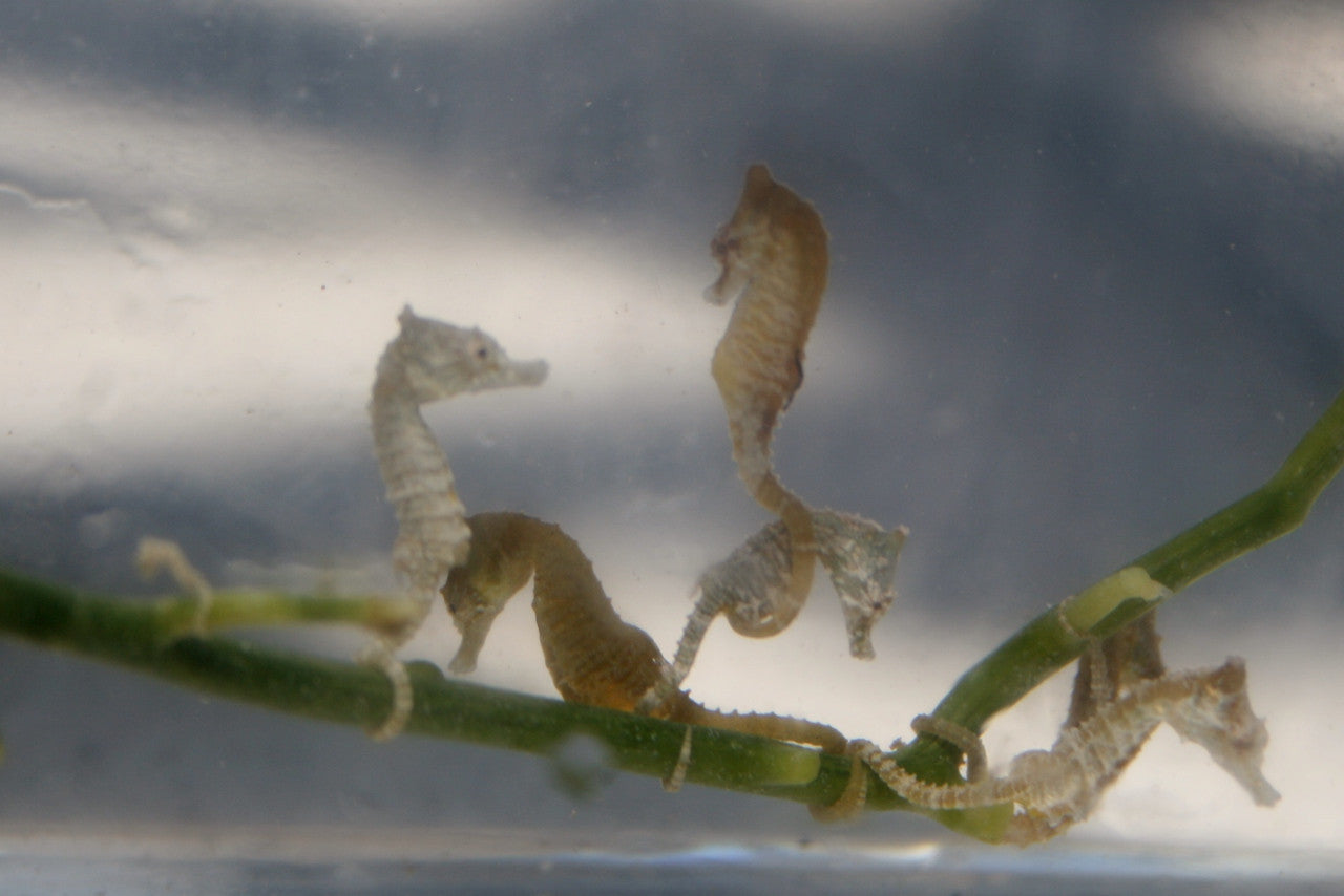 Dwarf Seahorse Colored Male: Green, Yellow, Brown