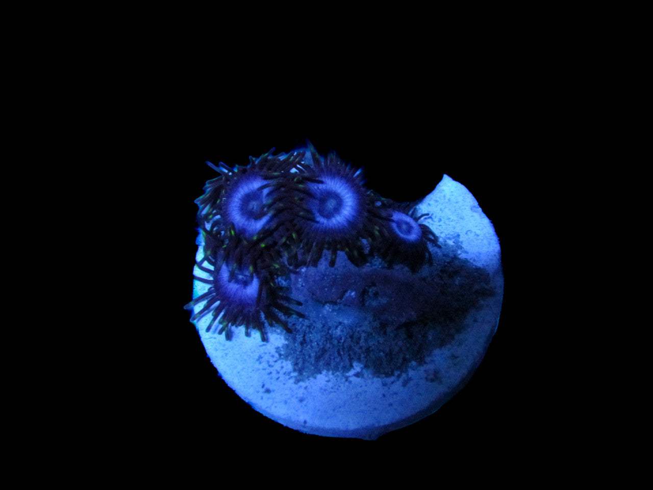 Buy Blue Zoa