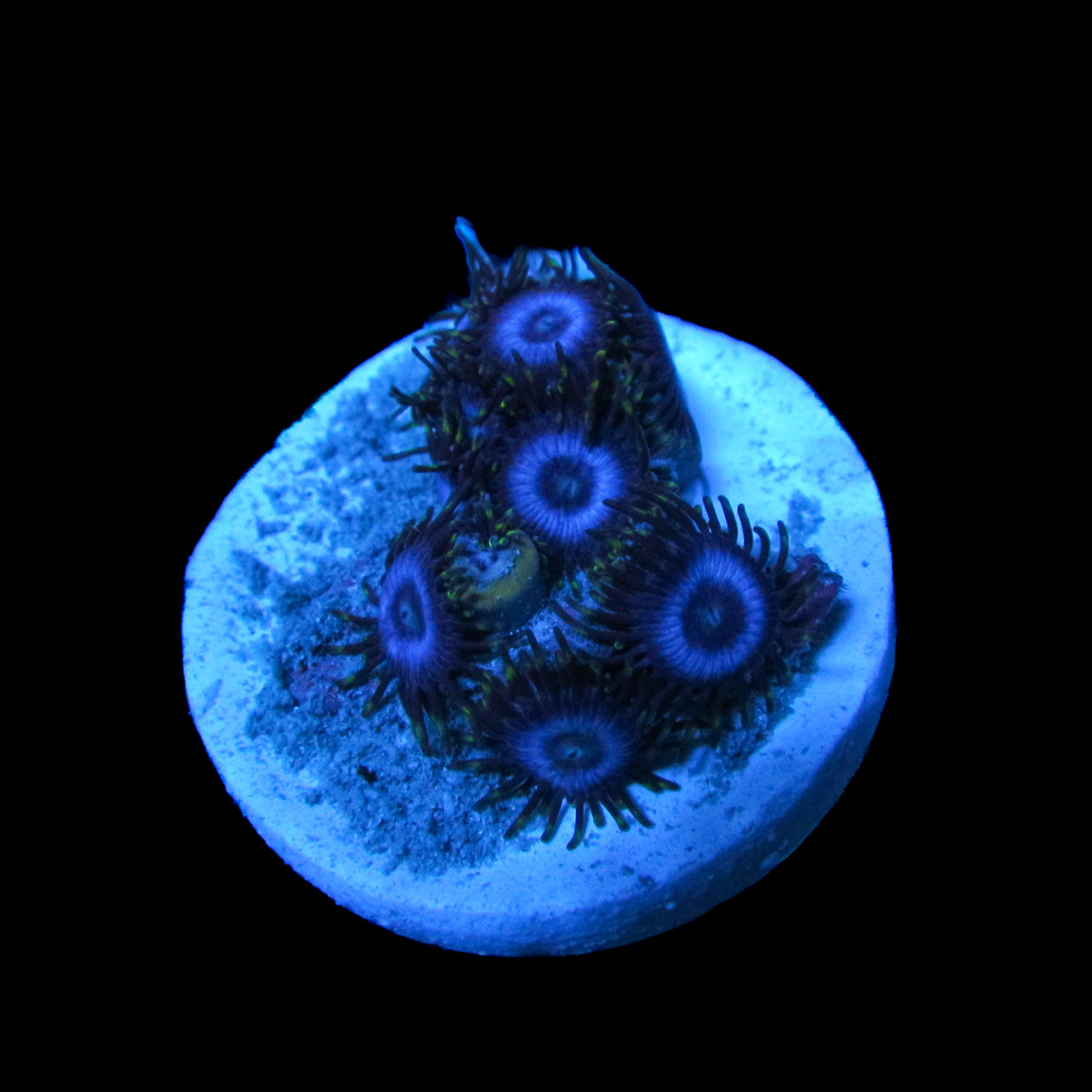 Buy Blue Zoa
