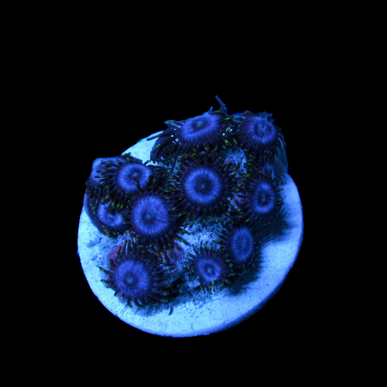 Buy Blue Zoa