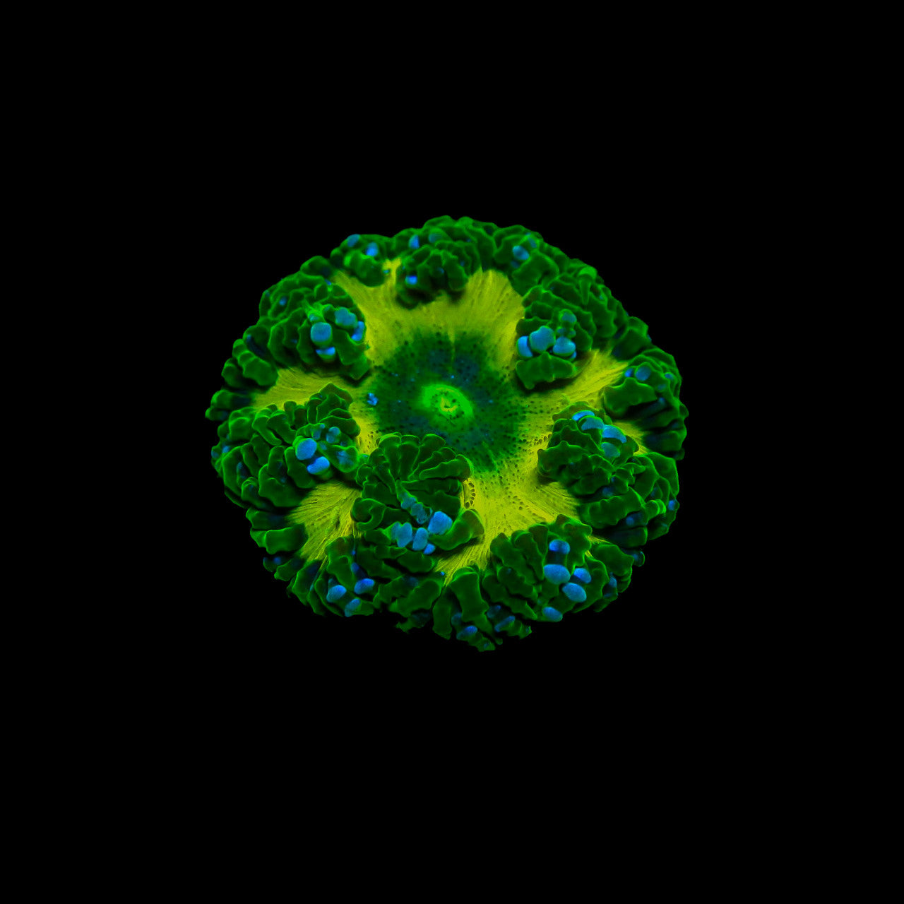 Green on Green Ultra Rock Flower Anemone