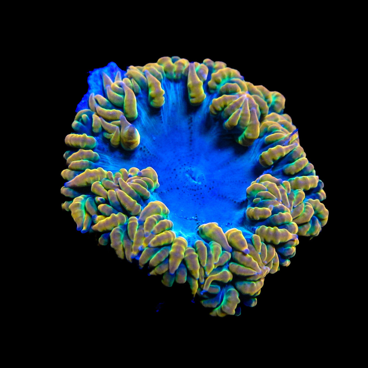 Orange and Green Lace Ultra Rock Flower Anemone