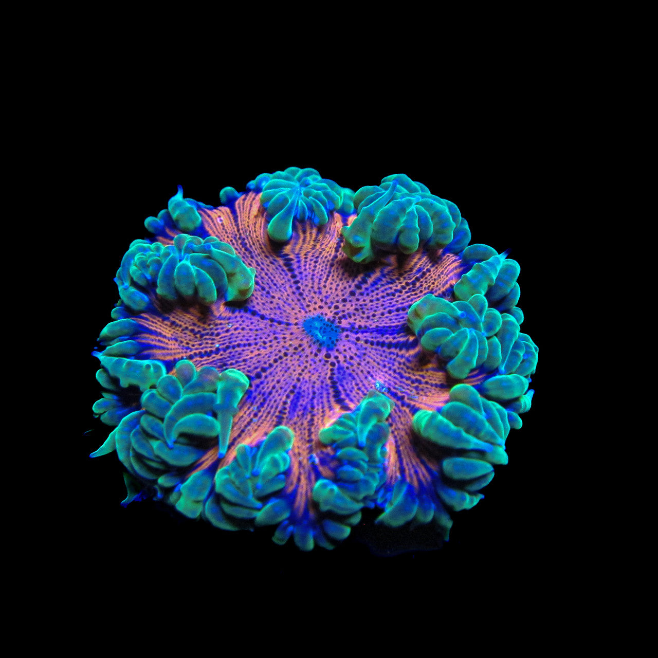 Chili Lime  Ultra Rock Flower Anemone