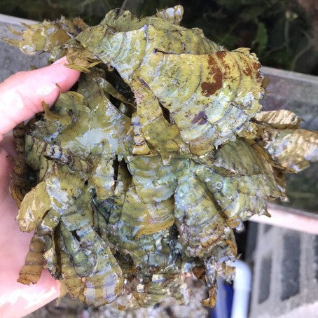 Buy Leafy Rolled-Blade Algae