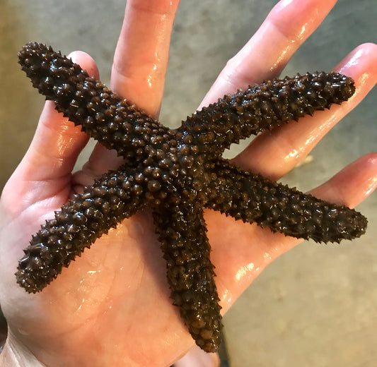 Florida Orange Starfish (large)