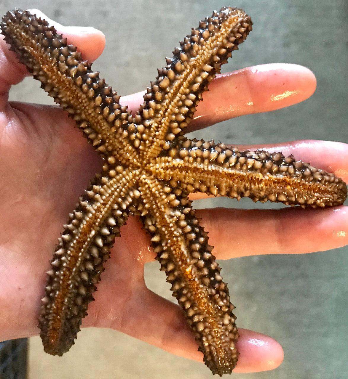 Florida Orange Starfish (large)