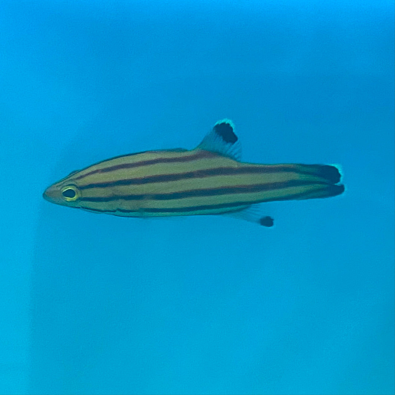 Swissguard Basslet (small/medium)