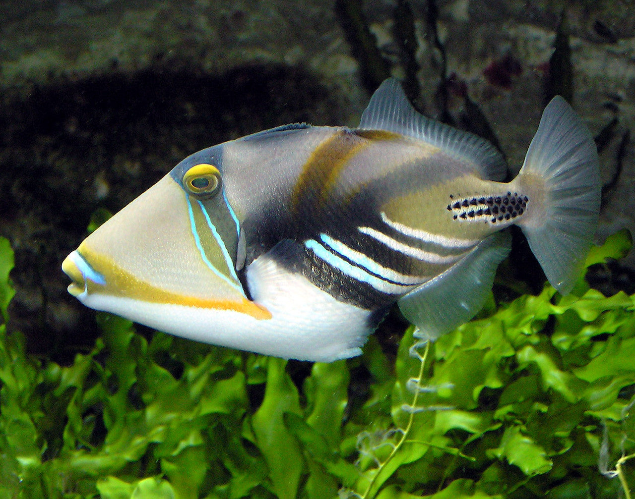 Lagoon Triggerfish Humu-Humu (small)