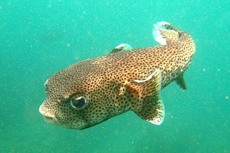 Shop Show Porcupine Puffers