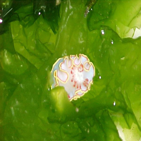 Red Tipped Sea Goddess Nudibranch