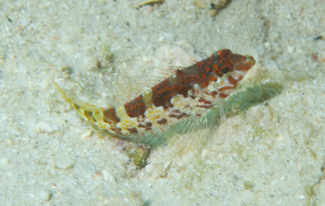 Saddle Blenny on Sale