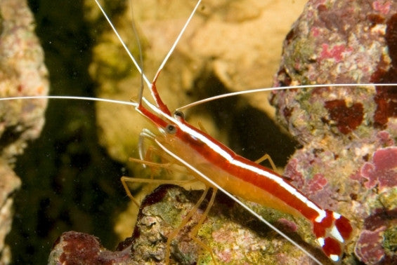 Scarlet Cleaner Shrimp (small/medium)