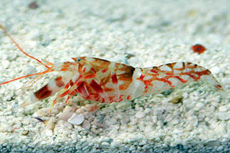 Tiger Pistol Shrimp