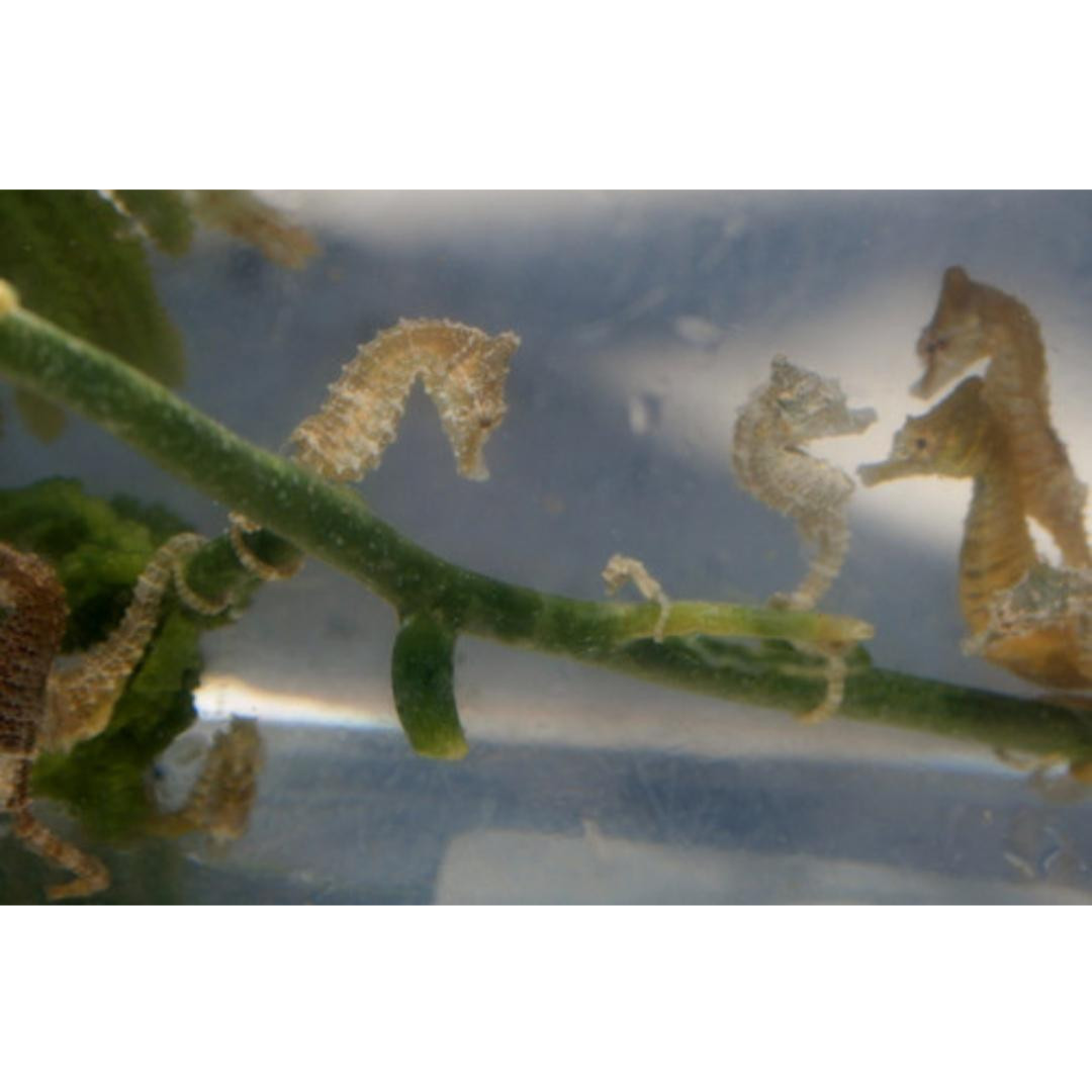 Dwarf Sea Horse 2 Pair