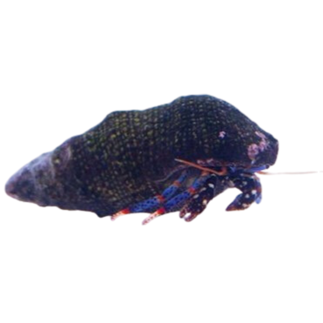 Buy Dwarf Blue Leg Hermit Crab