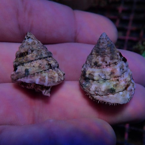 White Trochus Snail