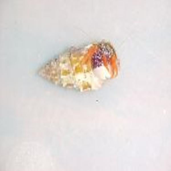 White Claw Hermit Crab