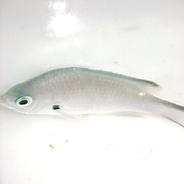 Yellow Edge Chromis (small)