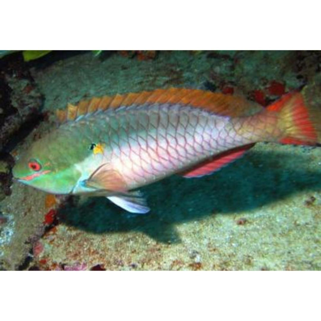Alpha Male Red Banded Parrot (XL 8-10")