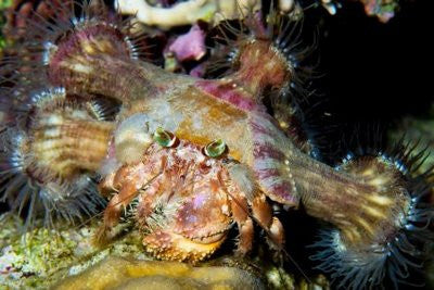 Buy Anemone Hermit Crab