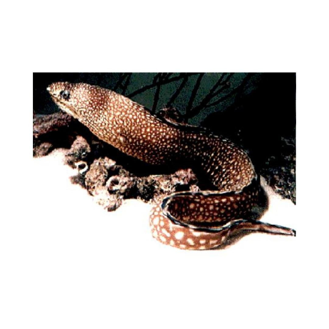 Black Edge Moray