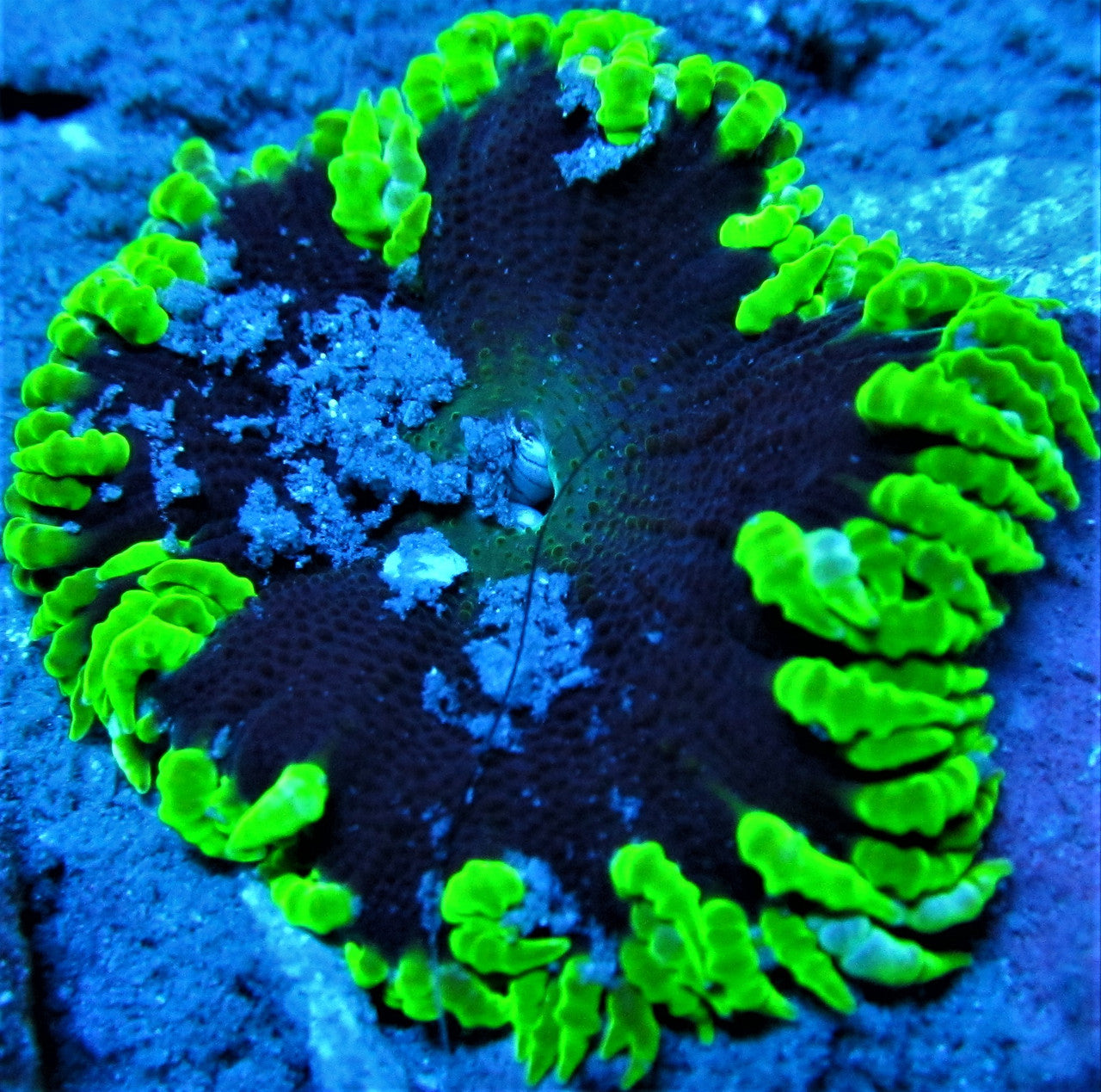 Green Lace Black Hole Ultra Rock Flower Anemone