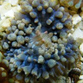 St. Thomas Mushroom- Sky blue or Aqua Blue