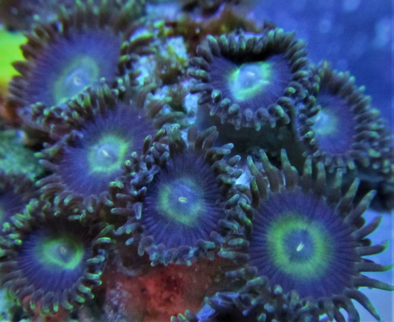 Ocean Blue Zoo 3-5