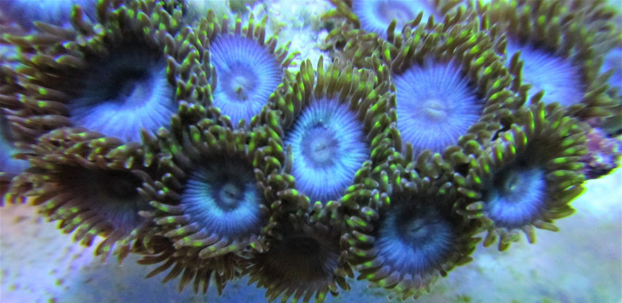 Green Lash Blue Zoo 15+