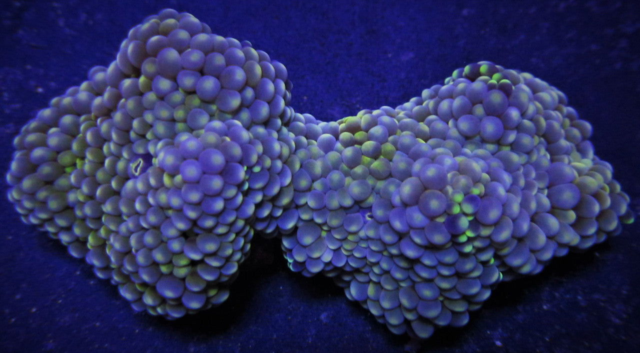 Blue/Green Ricordea