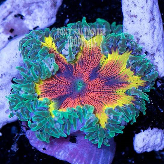 Purchase Bulls Eye Rasta Ultra Rock Flower Anemone