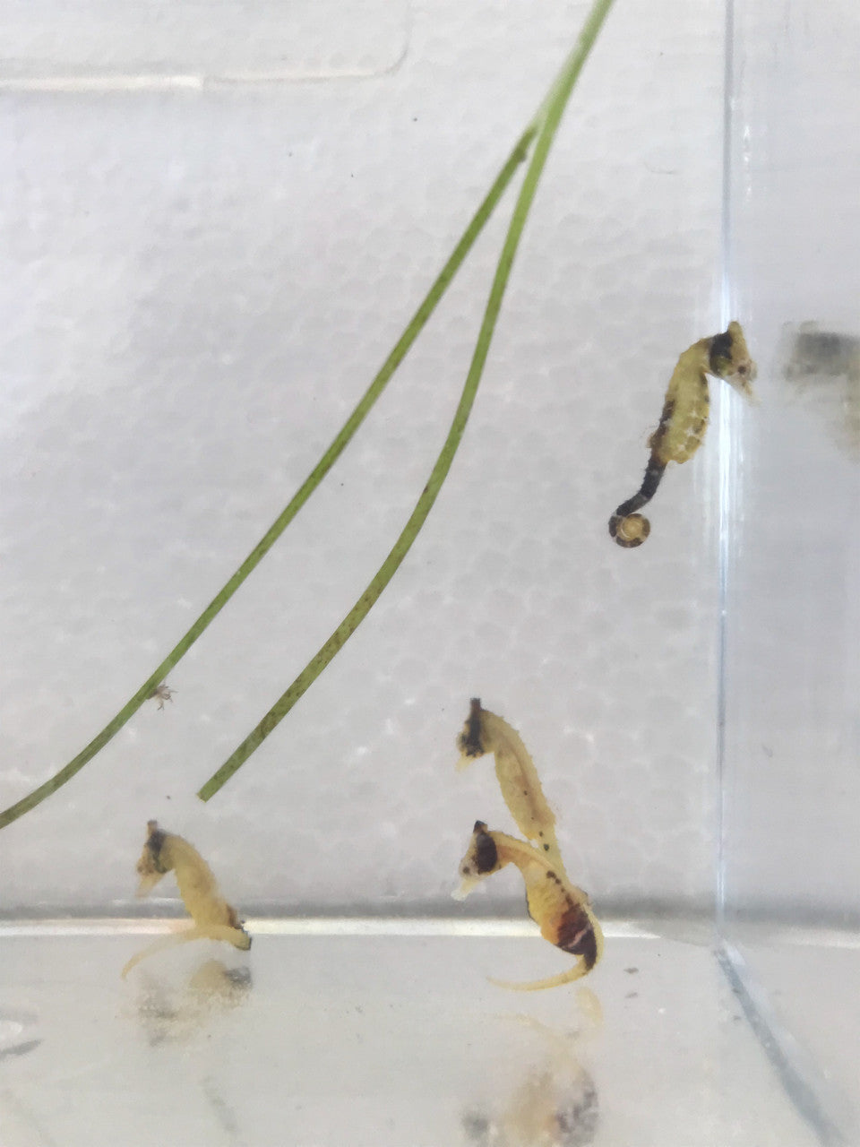 Calico Dwarf Seahorse