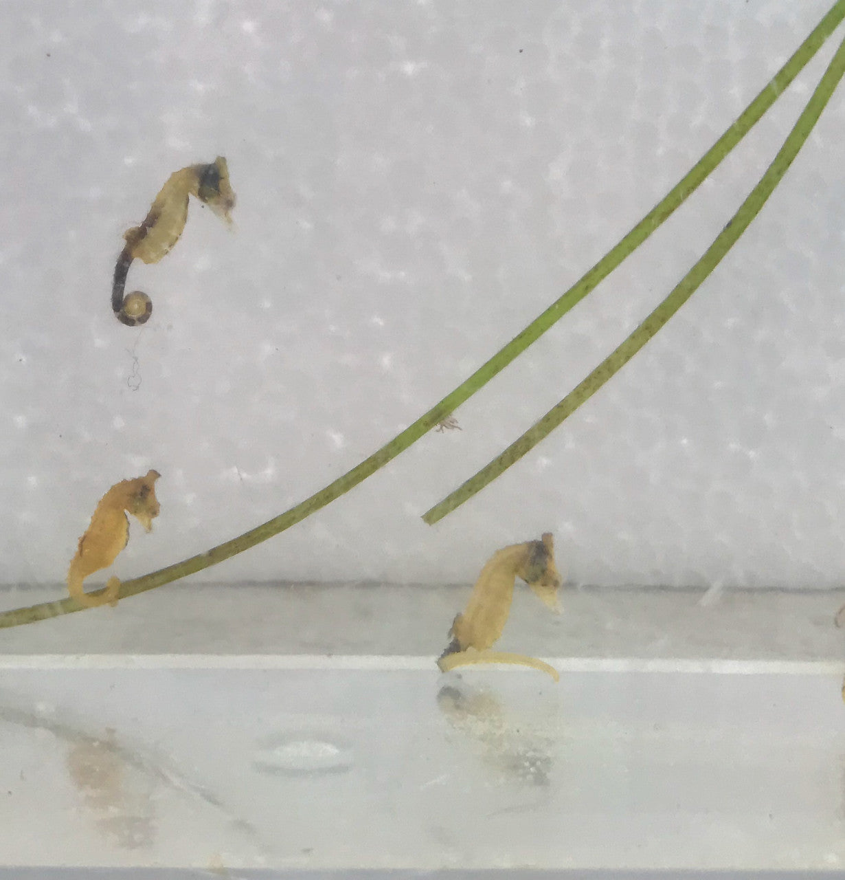 Calico Dwarf Seahorse