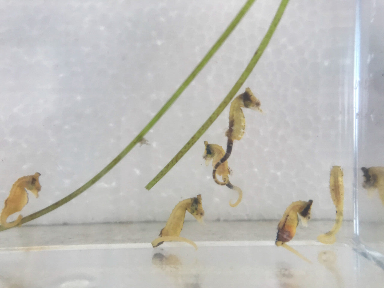 Calico Dwarf Seahorse