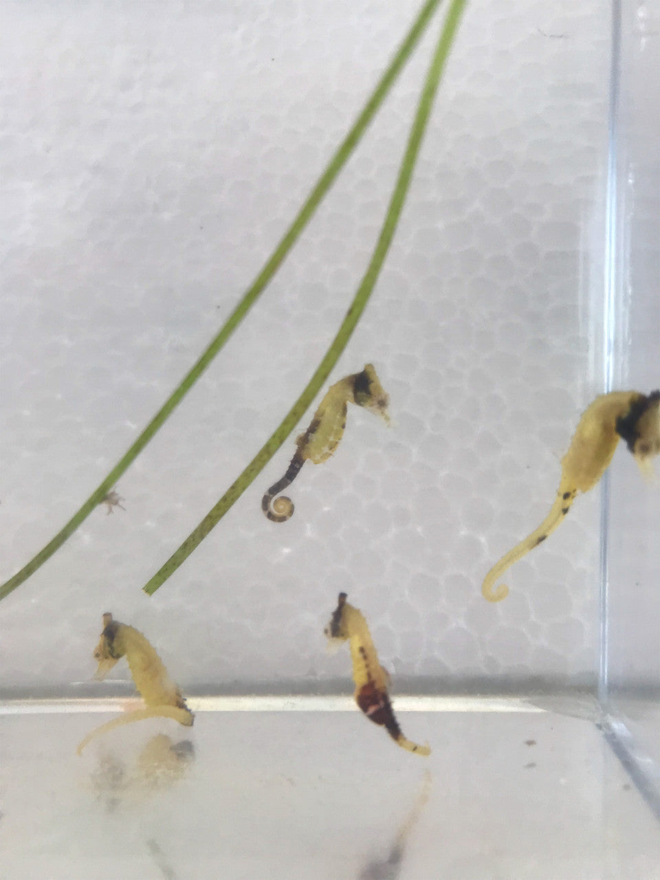 Calico Dwarf Seahorse