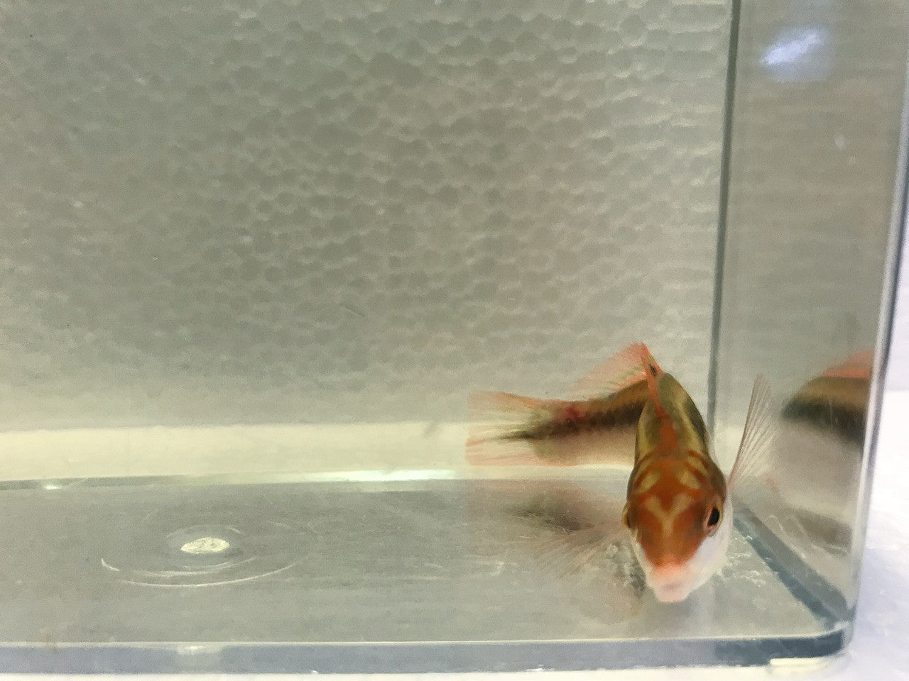 Clown Wrasse (Small)