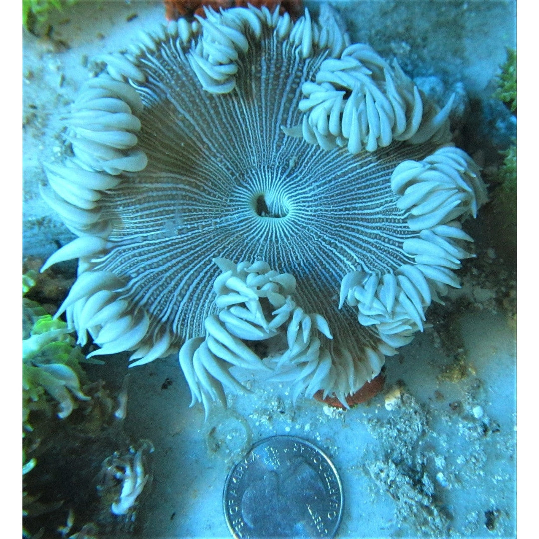 Common Classy Pinstripe Rock Anemone