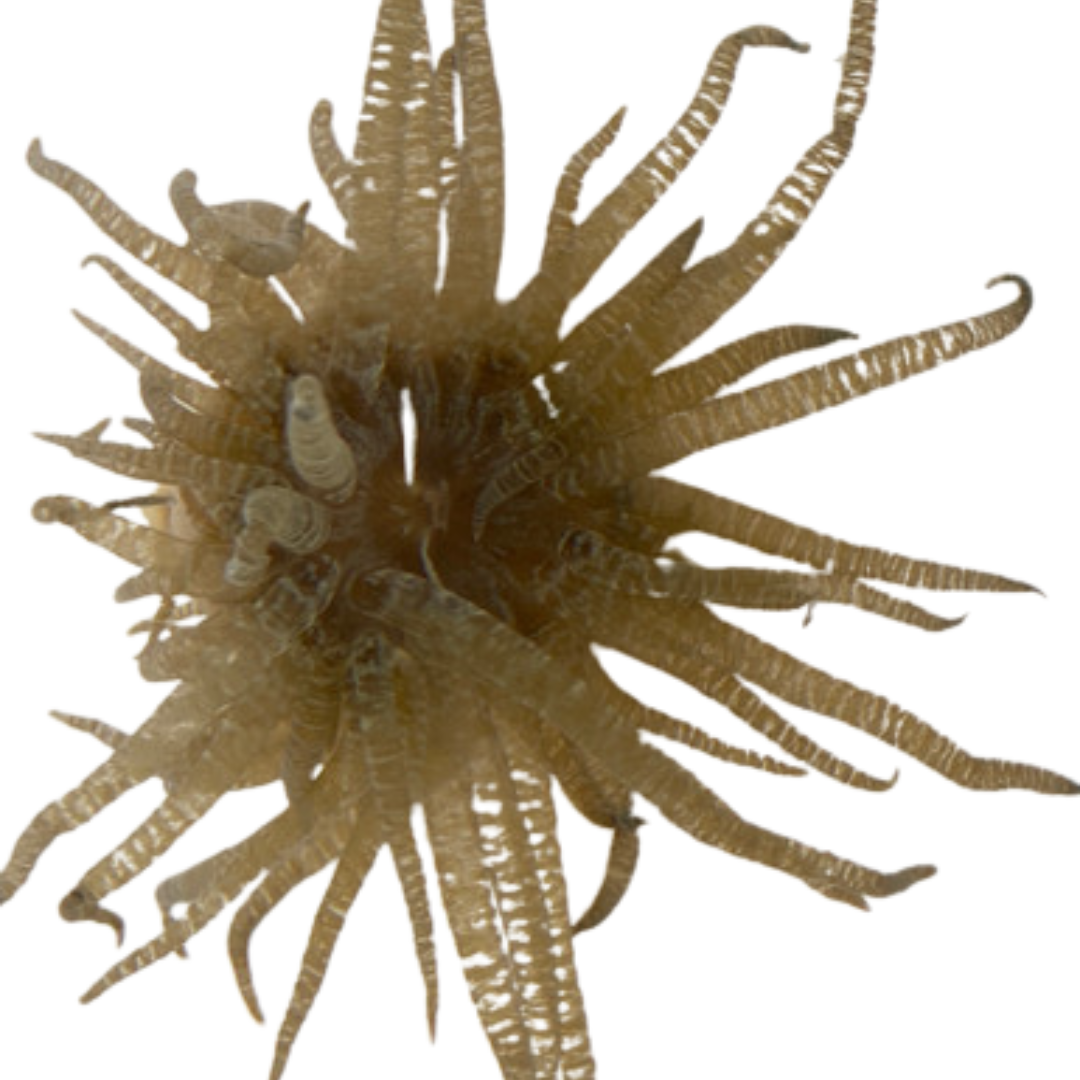 Curlique Anemone