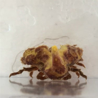 Sponge Decorator Crab