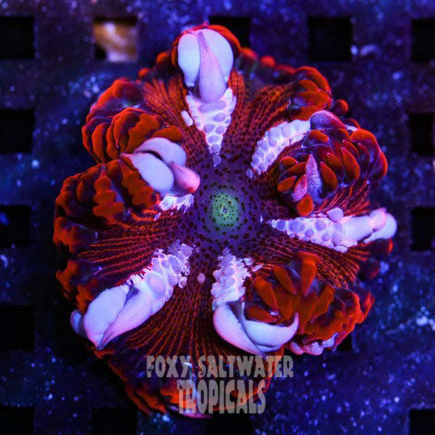 Dragon's Breath Red on Red Ultra Rock Flower Anemone